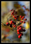 DSC_0877C1