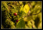 DSC_0971C1