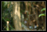 DSC_0518C1