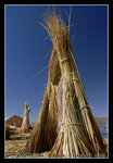 totora reeds where they grow abundantly in the shallows of Lake Titicaca
DSC_0524C1
