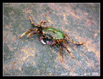 154_5417r1c