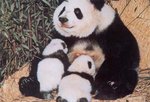 Panda feeding