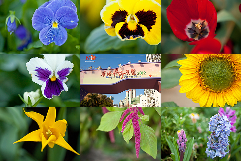 http://images2.fotop.net/albums2/manfaifai/FLOWERSHOW2012/COMBO_MIX_DCV.jpg