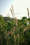 sDSC_8942