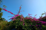sDSC_8943
