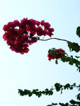 DSCN7169