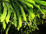 DSCN7203