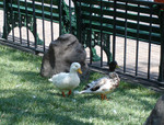 DUCKIES!