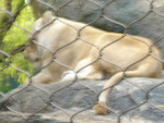 tiger03