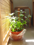 catnip1