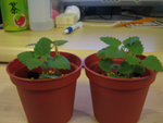 catnip2