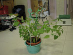 catnip4