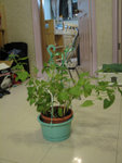 catnip5