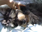 20061231667