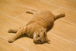 CAT (1)