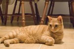 CAT (2)