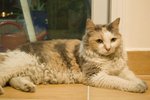 CAT (5)