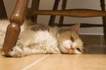CAT (7)