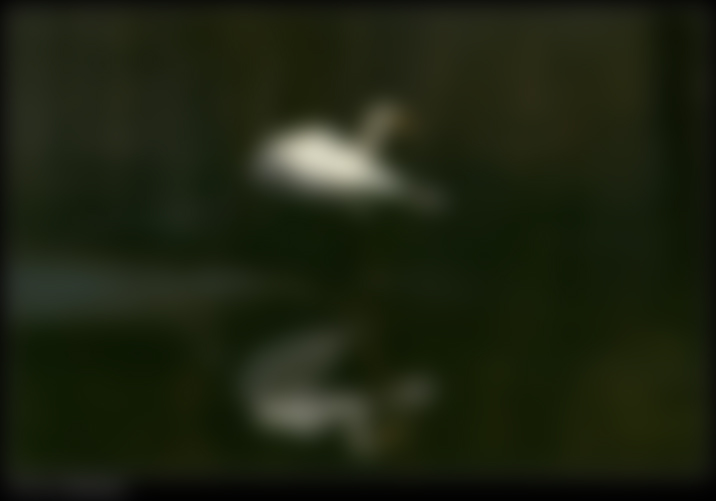click to view full size