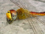 DSC00294