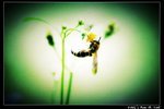 Insect_07