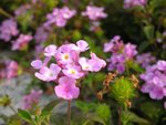 08.03.16�j�H���ؤ���1