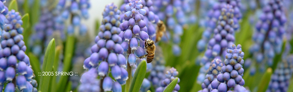 :: 2005 SPRING ::