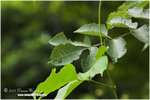CRW_0459-01