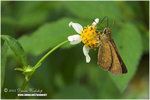 CRW_0477-01
