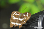 CRW_0506-01