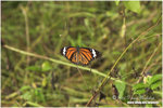 CRW_0515-01