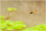 CRW_5496