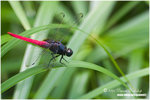 CRW_5507