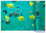 OceanMuseum07