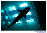 OceanMuseum14