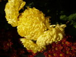 P1010596