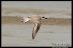 Greater Sand Plover �K�L�F鴴