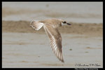 Greater Sand Plover �K�L�F鴴