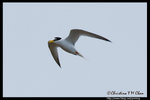 Little Tern ���B�P��
