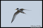 Little Tern ���B�P��