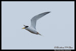 Little Tern ���B�P��