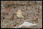 Oriental Skylark �p����