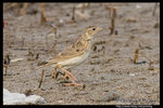 Oriental Skylark �p����