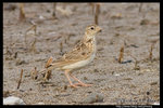 Oriental Skylark �p����