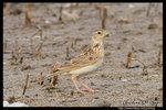 Oriental Skylark �p����