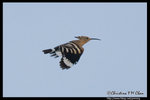 Hoopoe ����