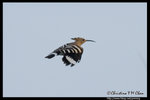 Hoopoe ����