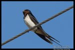 Barn Swallow �a�P