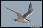 Greater Crested Tern �j���Y�P��