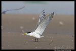 Greater Crested Tern �j���Y�P��